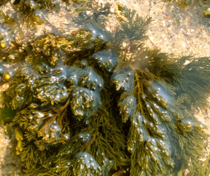 Cystoseira humilis var. myriophylloides