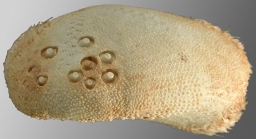 Homolampas fragilis (lateral)