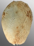 Homolampas fragilis (aboral)