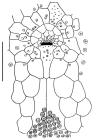 Homolampas fragilis (peristomial region)