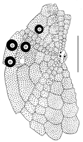 Homolampas fragilis (aboral)