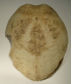 Echinodermata (echinoderms)