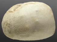 Hypselaster limicolus (lateral)