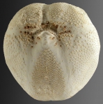 Hypselaster limicolus (oral)