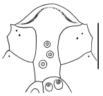 Hypselaster limicolus (labrum)