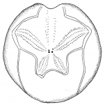 Paraster floridiensis (aboral)