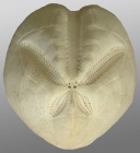 Paraster floridiensis (aboral)