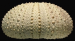 Strongylocentrotus polyacanthus (test, lateral)