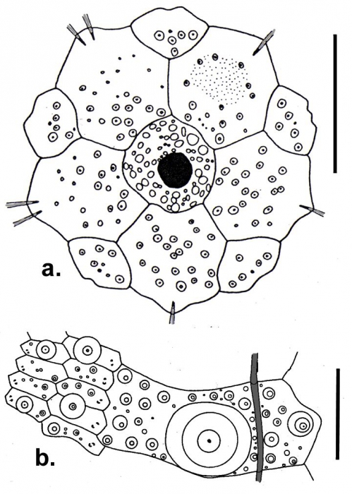 Caenopedina alanbakeri (apical system + plates)