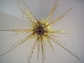 Echinodermata (echinoderms)