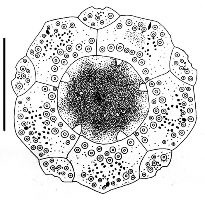 Caenopedina annulata (apical system)