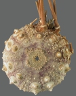 Caenopedina hawaiiensis (aboral)