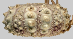 Caenopedina hawaiiensis (lateral)