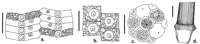 Caenopedina porphyrogigas (apical disc, coronal plates and primary spine base)