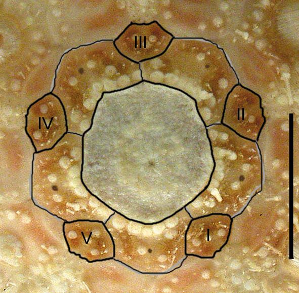 Caenopedina mirabilis (apical disc)