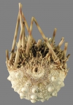Caenopedina mirabilis (aboral)