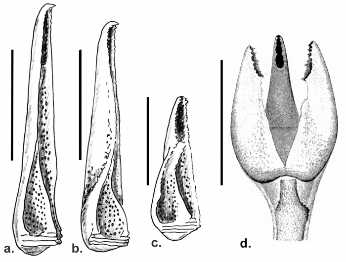 Stereocidarinae (small globiferous pedicellariae)