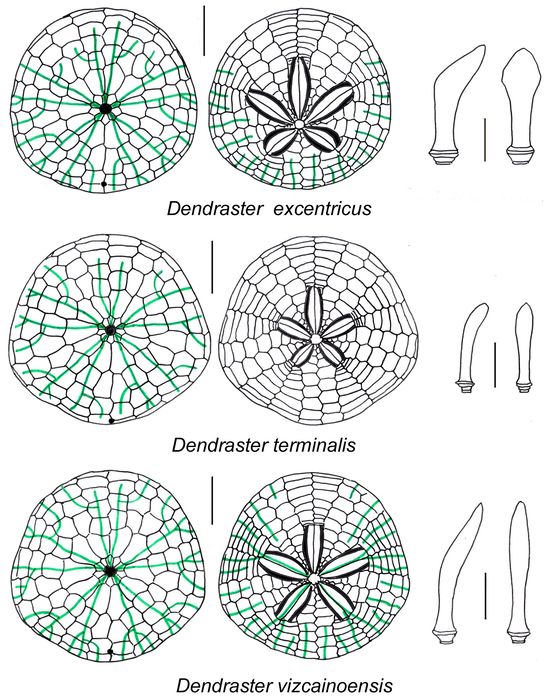 Comparison of Dendraster species