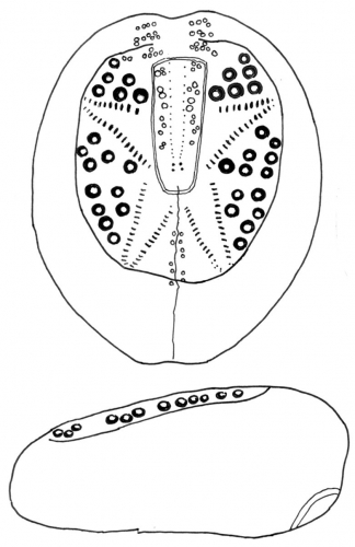 Breynia neanika (holotype)