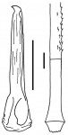 Histocidaris longicollis (pedicellaria + primary spine)