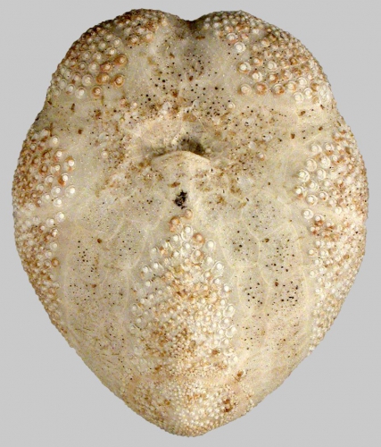 Brissalius vannoordenburgi (oral)