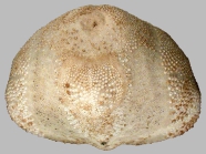 Brissalius vannoordenburgi (posterior)