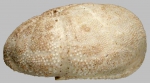 Brissalius vannoordenburgi (lateral)