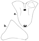 Echinocrepis rostrata (aboral + lateral)