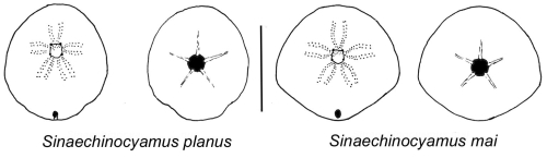 Sinaechinocyamus (test, schematic)