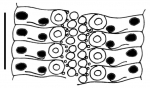 Stylocidaris ryukyuensis (ambulacral plates)
