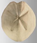 Metalia angustus (aboral)