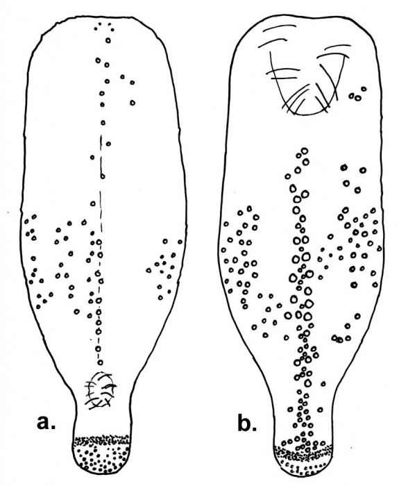 Solenocystis imitans (aboral + oral, sketch)