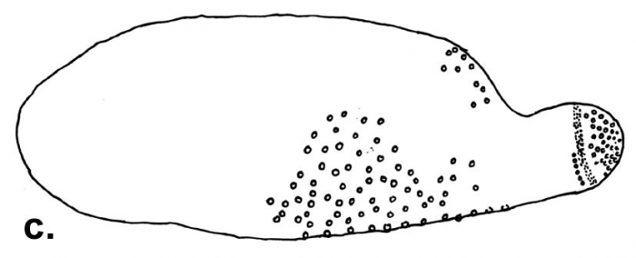Solenocystis imitans (lateral, sketch)