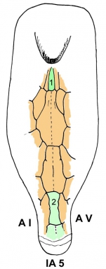 Solenocystis imitans (plastron)