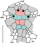 Solenocystis imitans (apical system)