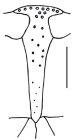 Eupatagus flindersi (labrum)