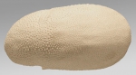 Spatagobrissus incus (lateral)