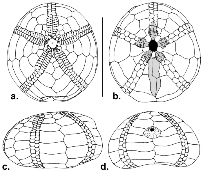 Eurhodia relicta (test)