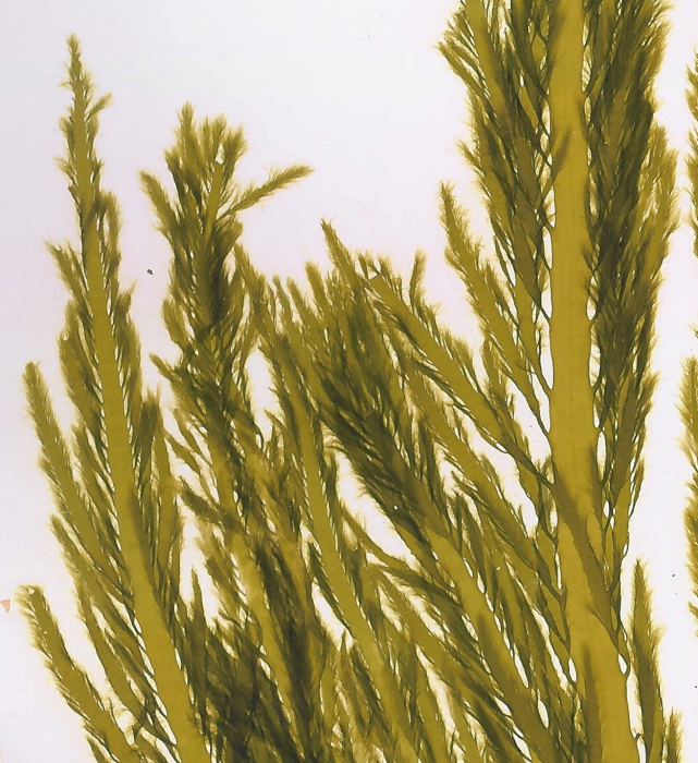 Desmarestia ligulata Desmarestia ligulata