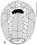 Rhynobrissus tumulus (oral plating)