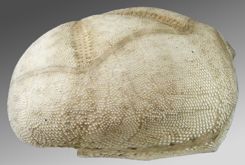 Rhynobrissus tumulus (lateral)