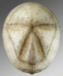 Rhynobrissus tumulus (aboral)