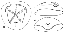 Pericosmus porphyrocardius (test, schematic)