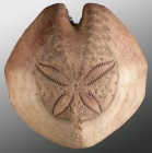 Plethotaenia angularis (test, aboral)