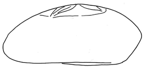 Plethotaenia angularis (lateral, schematic)
