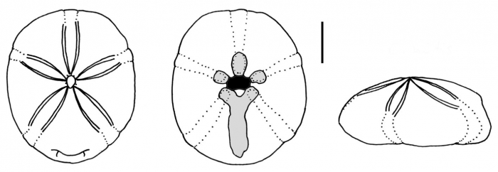 Cassidulus mitis (aboral + oral + lateral)