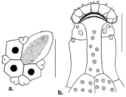 Cyclaster recens (apical system + labrum)