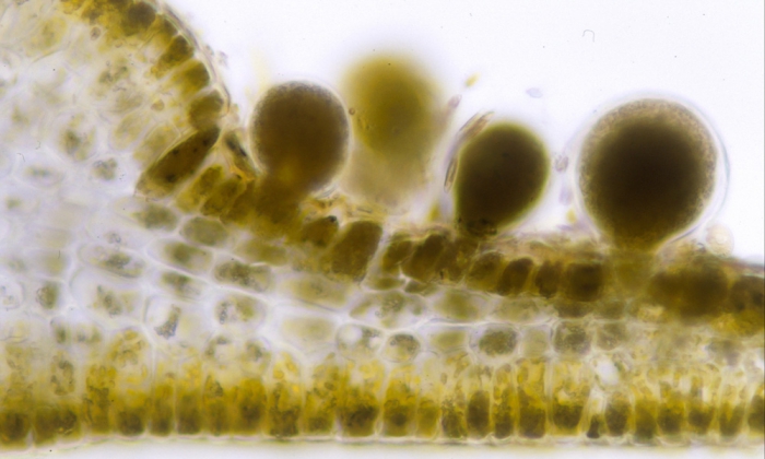 Dictyopteris ambigua Dictyopteris ambigua