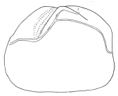 Schizaster floridiensis (lateral, schematic)