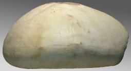 Pericosmus cordatus (lateral)